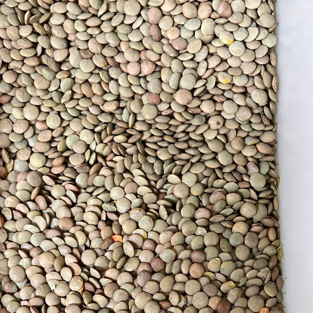 LENTILS BROWN/GREEN – Simply Good